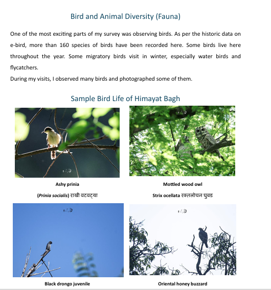 Fish-tailed palm